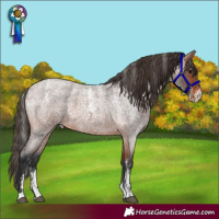 Horse Color:Powder White Bay Roan Skewed Appaloosa