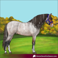 Horse Color:Powder White Bay Roan Skewed Appaloosa 