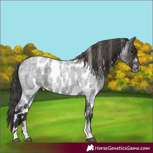 Horse Color:Powder White Smoky Blue Roan Skewed Appaloosa 