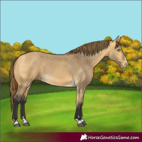 Horse Color:Buckskin Dun Skewed LP Spotted 