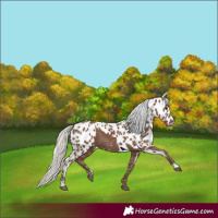 Horse Color:Silver Black Skewed Appaloosa