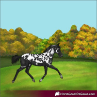 Horse Color:Gray Black Skewed Appaloosa 