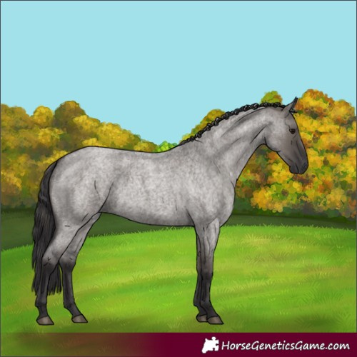 Horse Color:Smoky Grullo Roan 