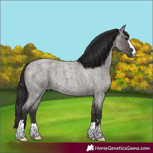 Horse Color:Smoky Grullo Roan 