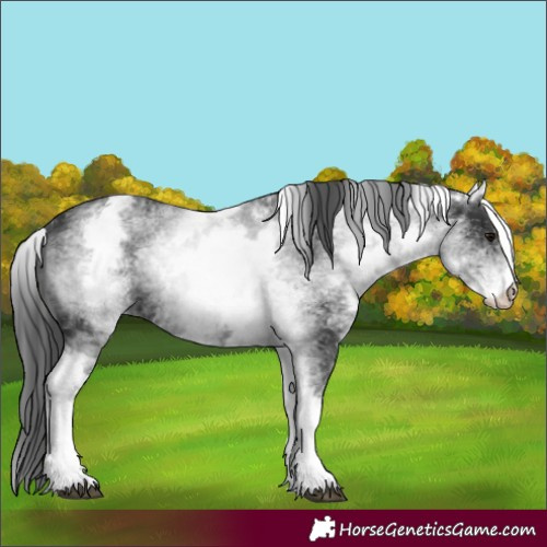 Horse Color:White Spotted Black