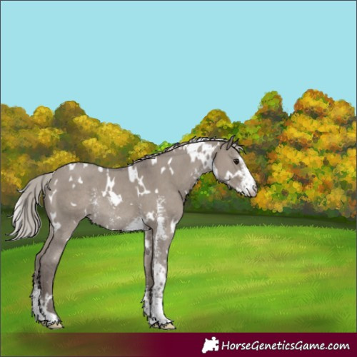 Horse Color:White Spotted Silver Grullo Sabino Rabicano