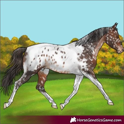 Horse Color:Brown Tobiano Appaloosa Rabicano 