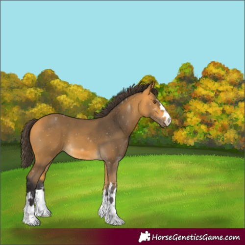 Horse Color:Buckskin 