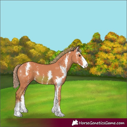 Horse Color:Watercolor Chestnut Sabino 