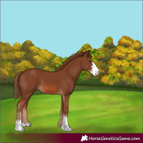 Horse Color:Chestnut Sabino 