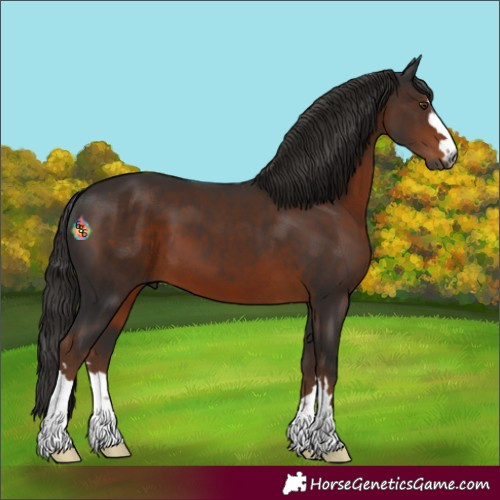 Horse Color:Gray Liver Chestnut