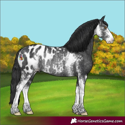Horse Color:Black Sabino Blanket Rabicano 