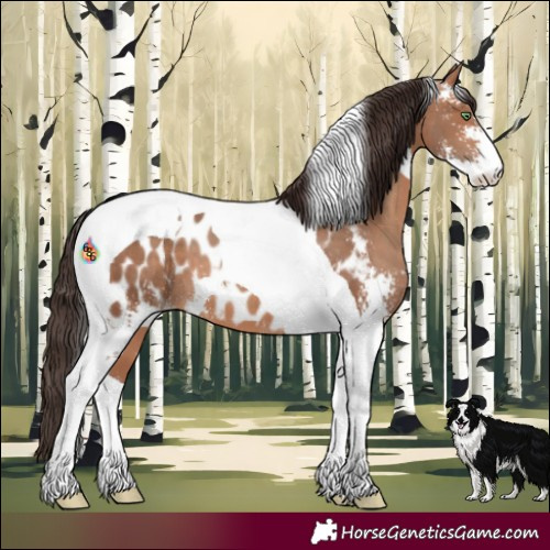 Horse Color:Amber Champagne Sabino Tobiano Appaloosa