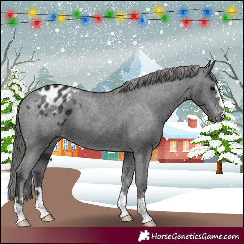 Horse Color:Black Appaloosa 