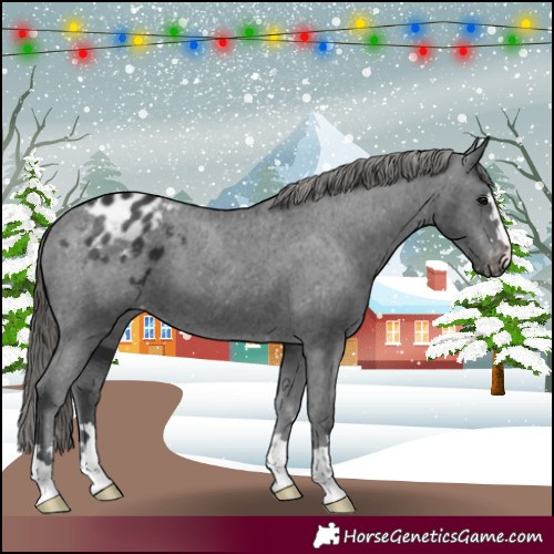 Horse Color:Black Appaloosa 