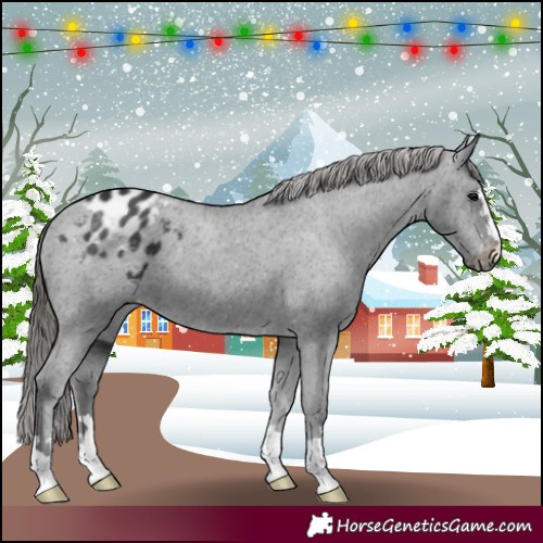 Horse Color:Black Blanket