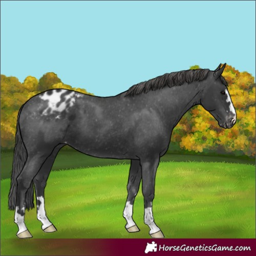 Horse Color:Black Appaloosa 