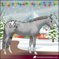 Horse Color:Black Appaloosa 