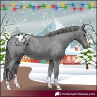 Horse Color:Black Appaloosa 