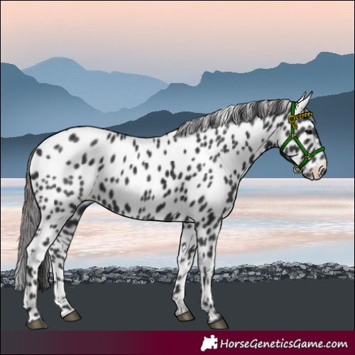 Horse Color:Black Appaloosa