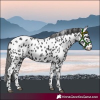 Horse Color:Black Appaloosa