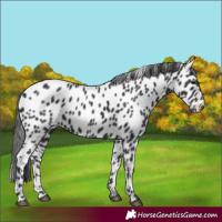 Horse Color:Black Appaloosa 