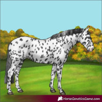 Horse Color:Black Appaloosa 
