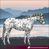 Horse Color:Black Leopard 