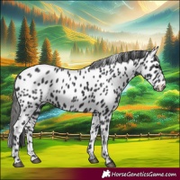 Horse Color:Black Appaloosa 