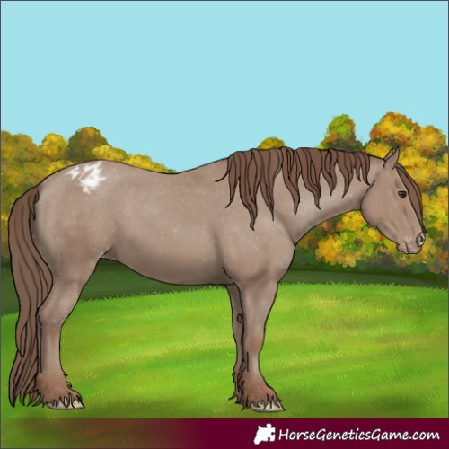 Horse Color:Classic Champagne Appaloosa 