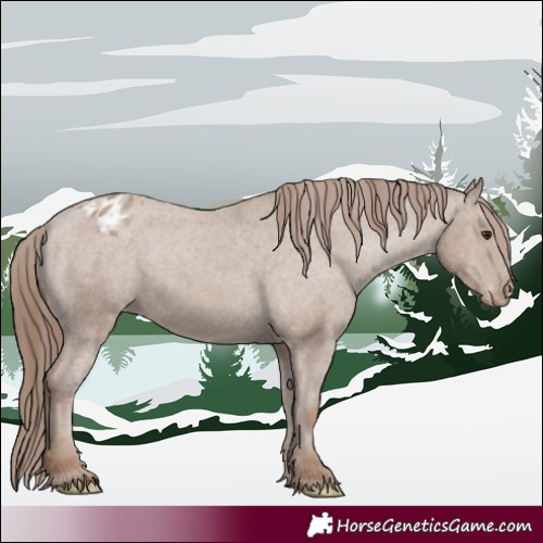 Horse Color:Classic Champagne Appaloosa 
