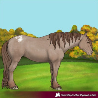 Horse Color:Classic Champagne Appaloosa 