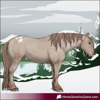 Horse Color:Classic Champagne Appaloosa
