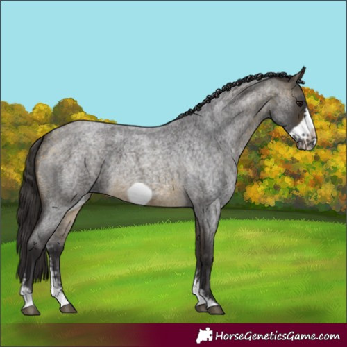 Horse Color:Buckskin Roan Sabino Frame