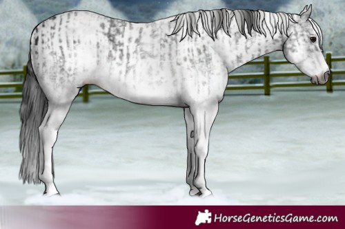 Horse Color:Gray White Spotted Black  and Gray White Spotted Black 