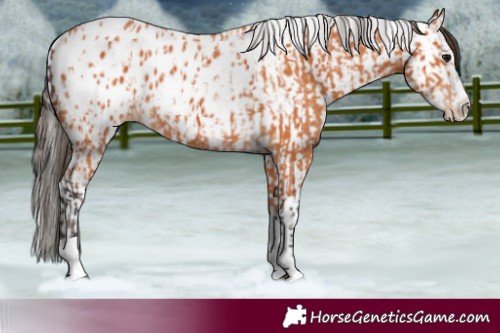 Horse Color:Bay Splash Tobiano Blanket  and Bay Splash Tobiano Near Leopard 