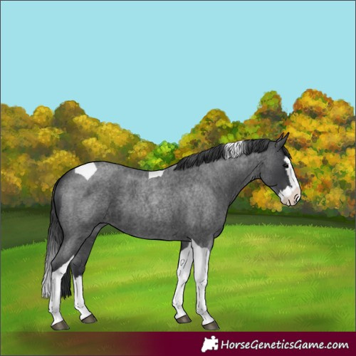 Horse Color:Unknown 