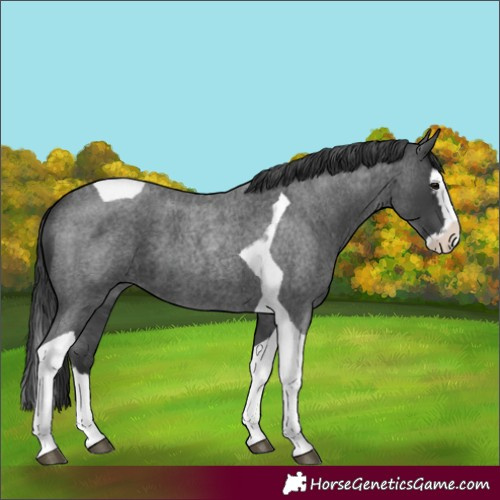 Horse Color:Unknown 