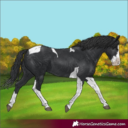 Horse Color:Unknown 