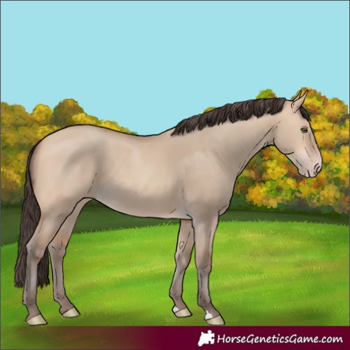 Horse Color:Unknown 