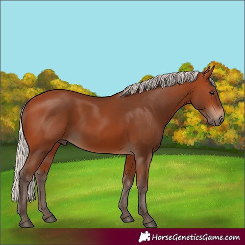 Horse Color:Silver Bay 