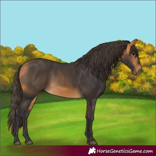 Horse Color:Buckskin 