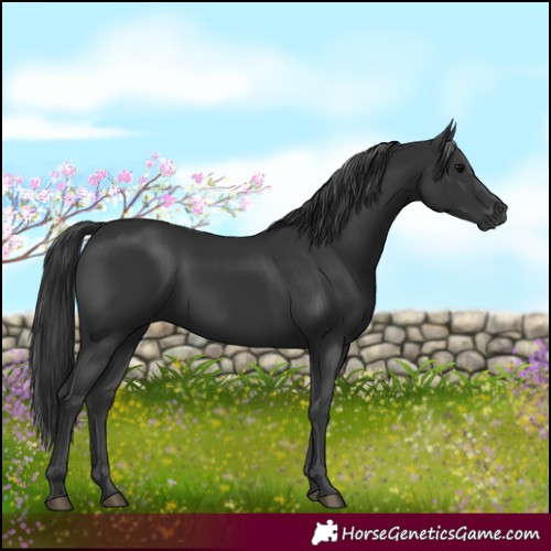 Horse Color:Black 