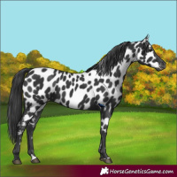 Horse Color:Black Near Leopard