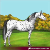 Horse Color:Black Near Leopard