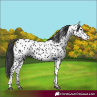 Horse Color:Black Near Leopard