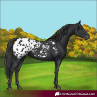 Horse Color:Black Appaloosa
