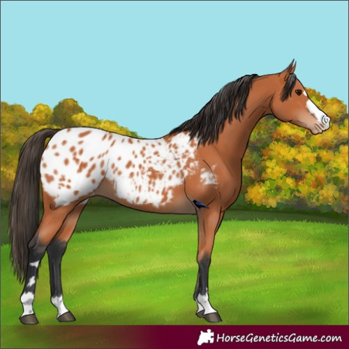 Horse Color:Bay Appaloosa 