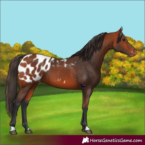Horse Color:Bay Appaloosa 