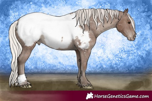 Horse Color:Silver Black Appaloosa 